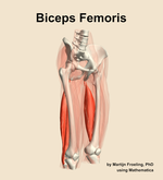 The biceps femoris muscle of the thigh - orientation 11