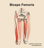 The biceps femoris muscle of the thigh - orientation 12