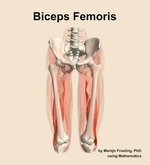 The biceps femoris muscle of the thigh - orientation 13