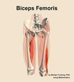The biceps femoris muscle of the thigh - orientation 14