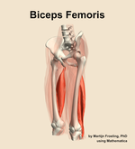 The biceps femoris muscle of the thigh - orientation 15