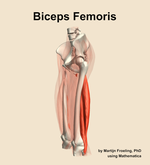 The biceps femoris muscle of the thigh - orientation 16