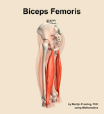 The biceps femoris muscle of the thigh - orientation 2