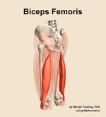 The biceps femoris muscle of the thigh - orientation 3