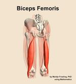 The biceps femoris muscle of the thigh - orientation 4