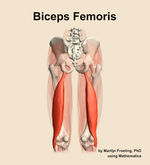 The biceps femoris muscle of the thigh - orientation 5