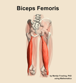 The biceps femoris muscle of the thigh - orientation 6