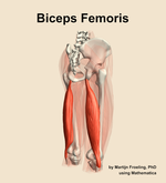 The biceps femoris muscle of the thigh - orientation 7