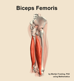 The biceps femoris muscle of the thigh - orientation 8