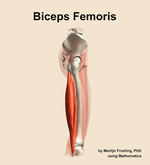 The biceps femoris muscle of the thigh - orientation 9