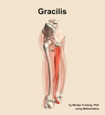 The gracilis muscle of the thigh - orientation 10