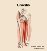 The gracilis muscle of the thigh - orientation 11