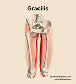 The gracilis muscle of the thigh - orientation 12