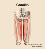 The gracilis muscle of the thigh - orientation 13