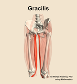 The gracilis muscle of the thigh - orientation 14
