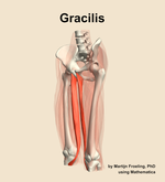 The gracilis muscle of the thigh - orientation 15
