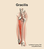 The gracilis muscle of the thigh - orientation 16
