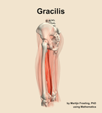 The gracilis muscle of the thigh - orientation 2