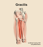 The gracilis muscle of the thigh - orientation 3