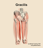 The gracilis muscle of the thigh - orientation 4