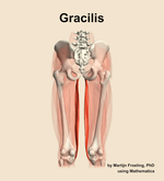 The gracilis muscle of the thigh - orientation 5