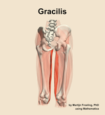 The gracilis muscle of the thigh - orientation 6