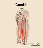 The gracilis muscle of the thigh - orientation 7