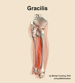 The gracilis muscle of the thigh - orientation 8