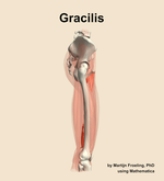 The gracilis muscle of the thigh - orientation 9