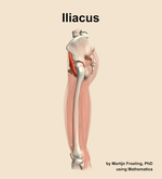 The iliacus muscle of the thigh - orientation 1