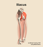 The iliacus muscle of the thigh - orientation 10