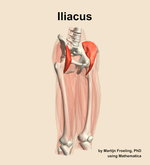 The iliacus muscle of the thigh - orientation 11