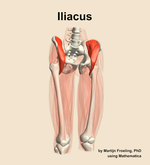 The iliacus muscle of the thigh - orientation 12