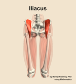 The iliacus muscle of the thigh - orientation 13