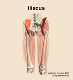 The iliacus muscle of the thigh - orientation 14