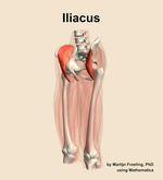 The iliacus muscle of the thigh - orientation 15