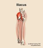 The iliacus muscle of the thigh - orientation 16