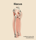 The iliacus muscle of the thigh - orientation 2