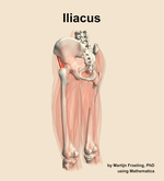 The iliacus muscle of the thigh - orientation 3