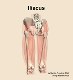 The iliacus muscle of the thigh - orientation 4