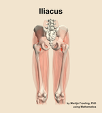 The iliacus muscle of the thigh - orientation 5