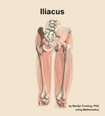 The iliacus muscle of the thigh - orientation 6