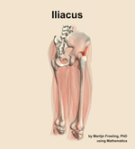 The iliacus muscle of the thigh - orientation 7