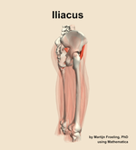 The iliacus muscle of the thigh - orientation 8