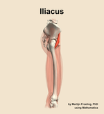 The iliacus muscle of the thigh - orientation 9