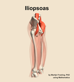 The iliopsoas muscle of the thigh - orientation 10