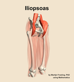 The iliopsoas muscle of the thigh - orientation 11