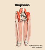 The iliopsoas muscle of the thigh - orientation 12