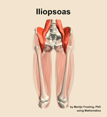 The iliopsoas muscle of the thigh - orientation 13