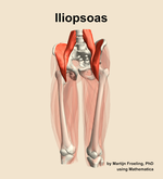 The iliopsoas muscle of the thigh - orientation 14